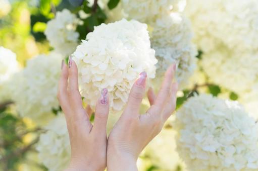 白い花を包む手と春の柔らかな光④ 白い花,手,女性の手の写真素材