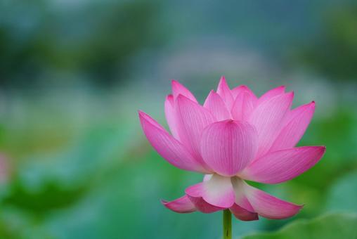 蓮花 蓮花 はす,ハス,蓮の写真素材
