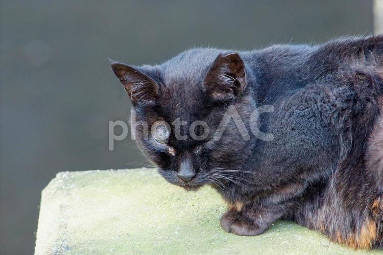 【猫】黒の地域猫 猫,動物,目の写真素材