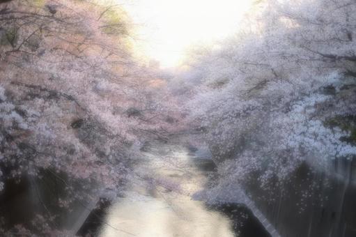 桜と夕日 桜と夕日の写真