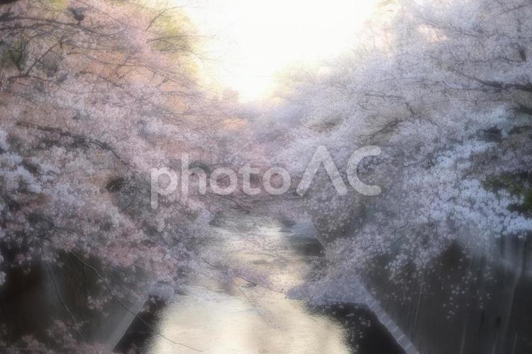 桜と夕日 桜,夕焼け,パステルの写真素材