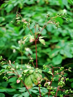 果実をつけたマツカゼソウ マツカゼソウ,果実,実の写真素材