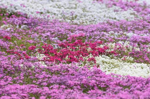 芝桜 芝桜の写真