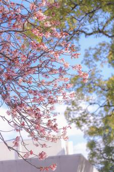 寒桜 寒桜の写真