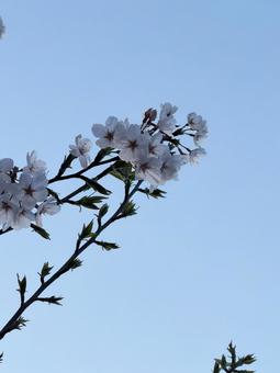 桜 桜,春,四月の写真素材