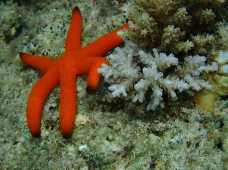 ルソンヒトデ ルソンヒトデ 魚,沖縄,海の写真素材