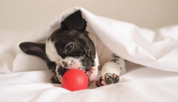 フレンチブルドッグの子犬 フレンチブルドッグの子犬の写真