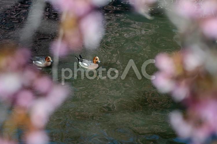 青毛堀川沿いの河津桜 河津桜,サクラ,flowerの写真素材