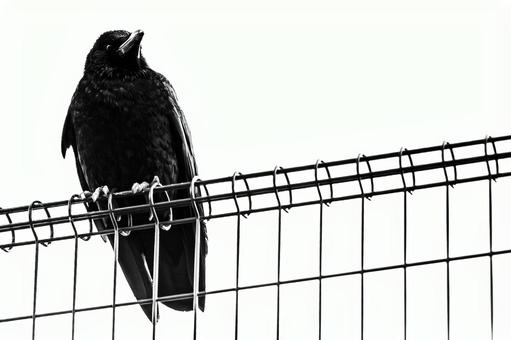 Photo, dark, crow, black, 