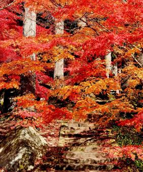 紅葉　長野県　清水寺 紅葉,長野県,清水寺の写真素材