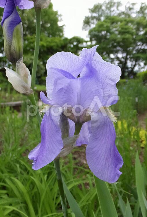 ジャーマンアイリス [German iris]-007 ジャーマンアイリス,花,縦向きの写真素材