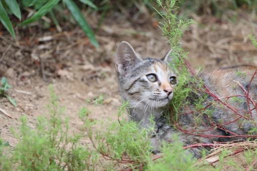 視線の先には 子猫,こねこ,切り株の写真素材