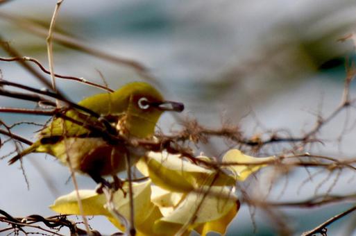 鳥 鳥の写真