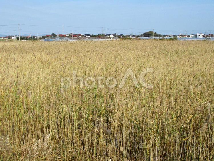 秋の一面すすきの背景 秋,背景,ススキの写真素材