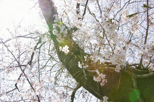 ソメイヨシノ(逆光)3 ソメイヨシノ(逆光)3 桜,春,花の写真素材