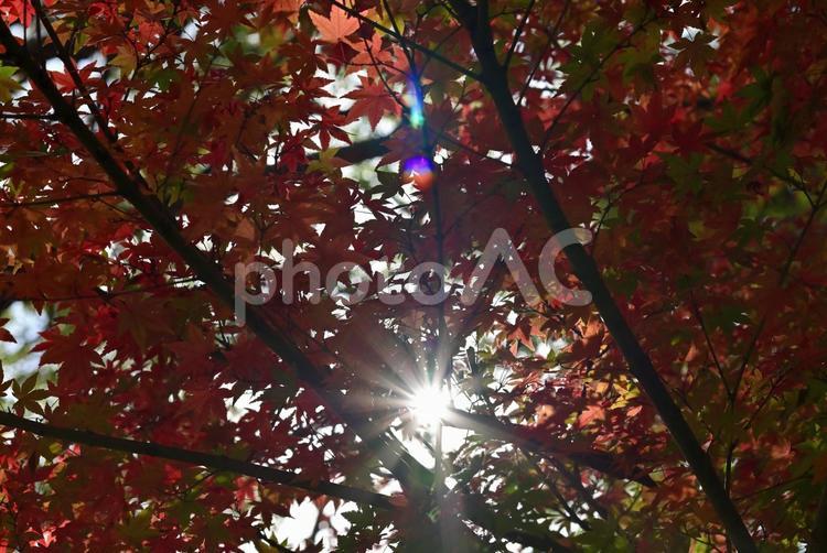 紅葉から木漏れ日 秋,風景,紅葉の写真素材
