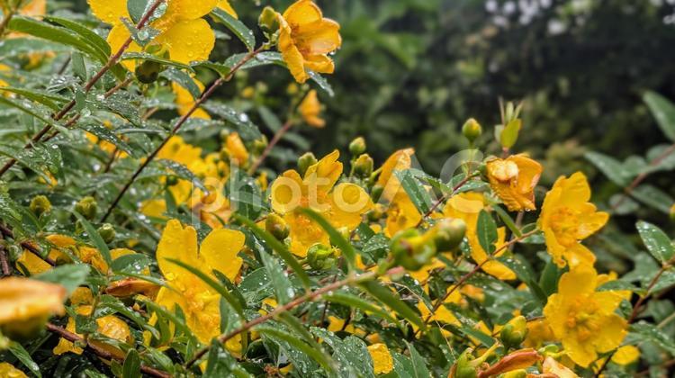 自然の恵み、水滴を纏う黄色い花 花,黄色い花,黄色の写真素材