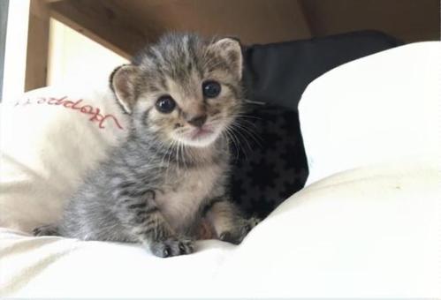 子猫 子猫の写真