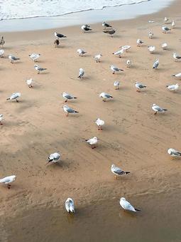 カモメ カモメ,かもめ,鳥の写真素材