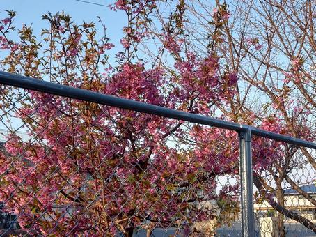 梅の花 梅の花の写真