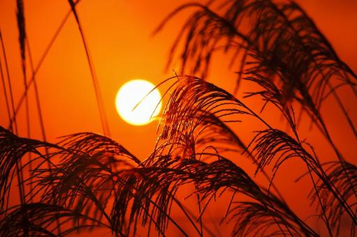 夕焼けのススキ-2 夕焼けのススキ-2 夕日,ススキ,秋の写真素材