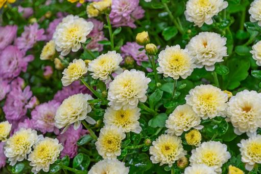 白と紫のポンポンマム 菊,花,小菊の写真素材