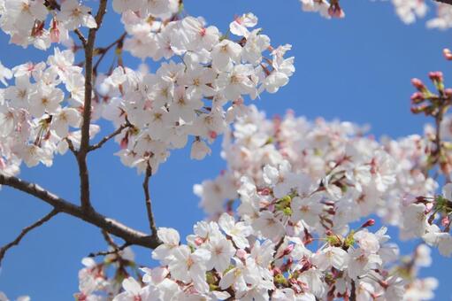 満開の桜 sakura,桜,さくらの写真素材
