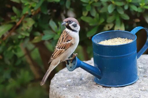 すずめ給餌 野鳥,ことり,スズメの写真素材