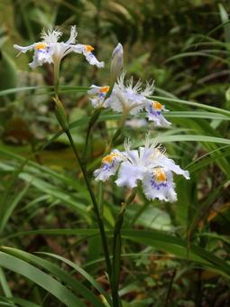 ヒメシャガ ヒメシャガ 花,草花,上品の写真素材