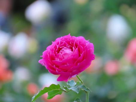 バラ バラ,花,綺麗の写真素材