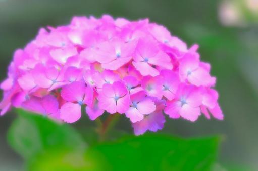 鮮やかなピンクの紫陽花 鮮やかなピンクの紫陽花の写真