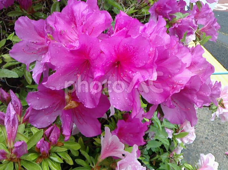 雨上がりのツツジ2 ツツジ,花,ピンクの写真素材
