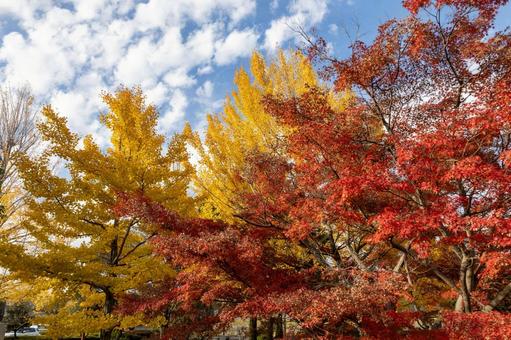 11月のイチョウともみじと青空 11月のイチョウともみじと青空の写真