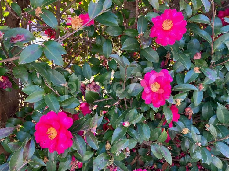 冬の濃い桃色のサザンカの花 植物,サザンカ,花の写真素材