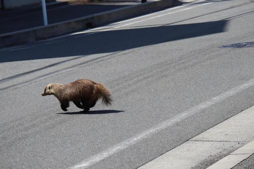 道路を横断する二ホンアナグマ 道路を横断する二ホンアナグマの写真