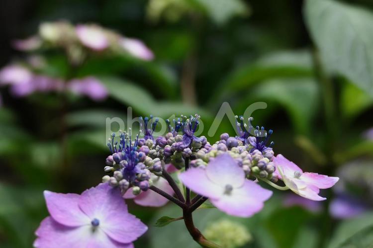 雄しべの伸びた赤いヤマアジサイの接写 アジサイ,花,紫の写真素材