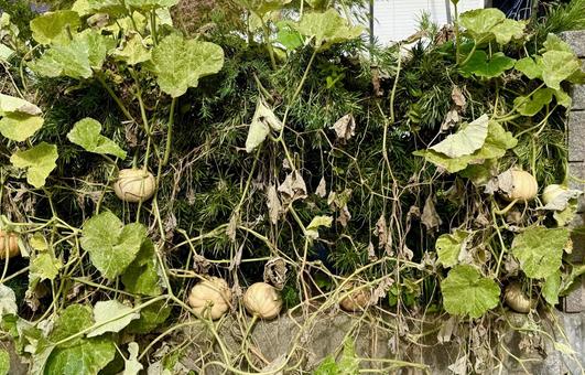 垣根のカボチャ 垣根のカボチャ つた,野菜,未熟の写真素材