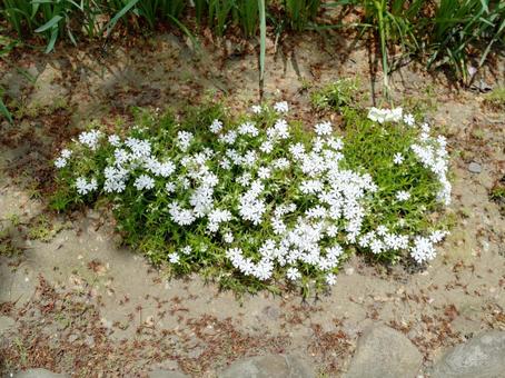 Moss Phlox White, JPG
