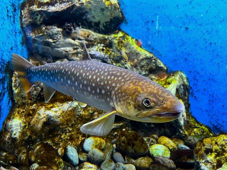 アメマス アメマス 魚,アメマス,雨鱒の写真素材