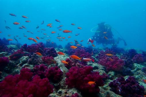 西伊豆・雲見 珊瑚礁とダイバーと魚影 西伊豆・雲見 珊瑚礁とダイバーと魚影の写真