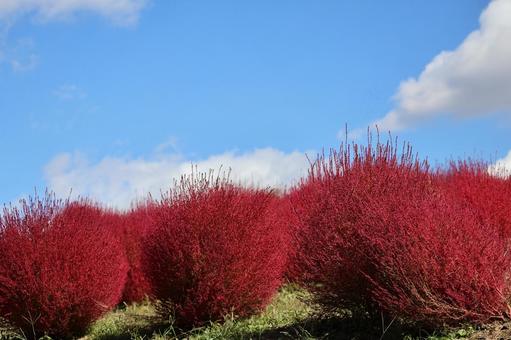 青空と白い雲と赤いコキアの畑の風景 青空,白い,雲の写真素材