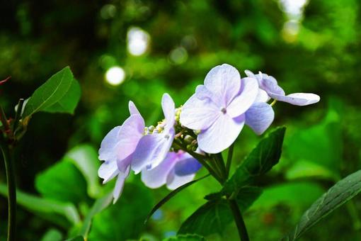 紫陽花 紫陽花の写真