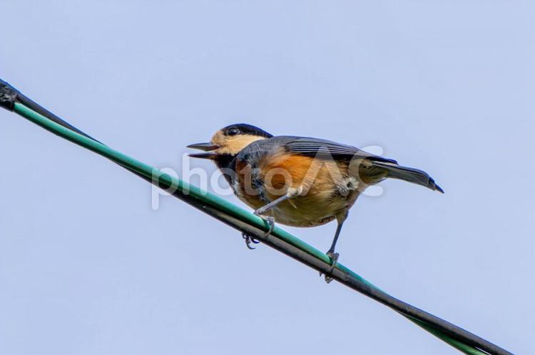 電線に止まるヤマガラ 山雀,やまがら,ヤマガラの写真素材