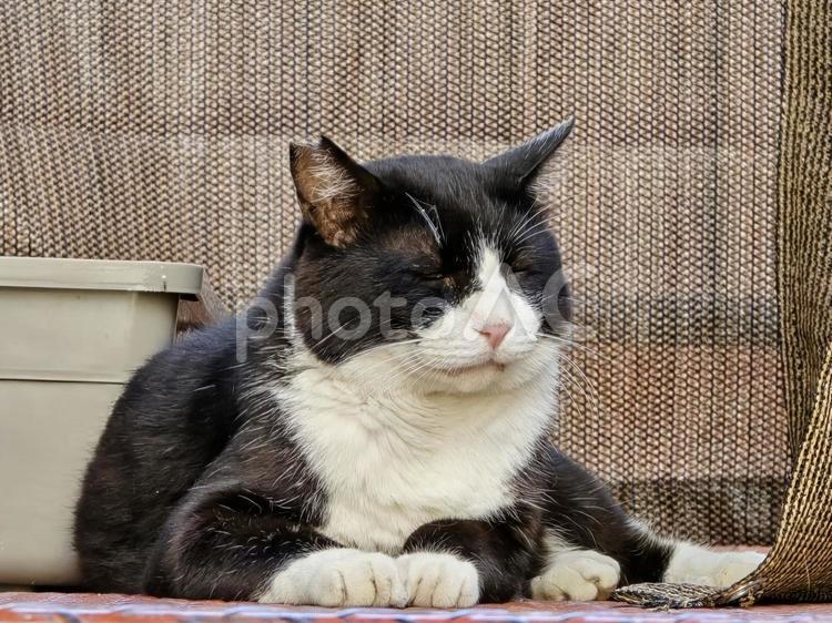 まったりする猫 猫,ネコ,地域猫の写真素材