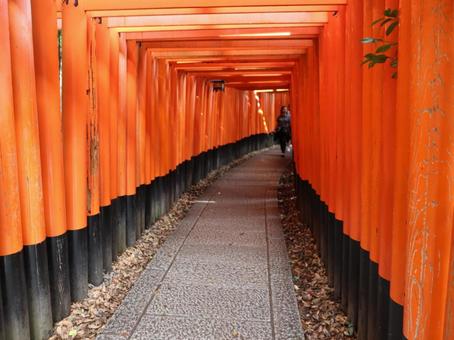 京都 伏見稲荷大社 千本鳥居 京都 伏見稲荷大社 千本鳥居の写真