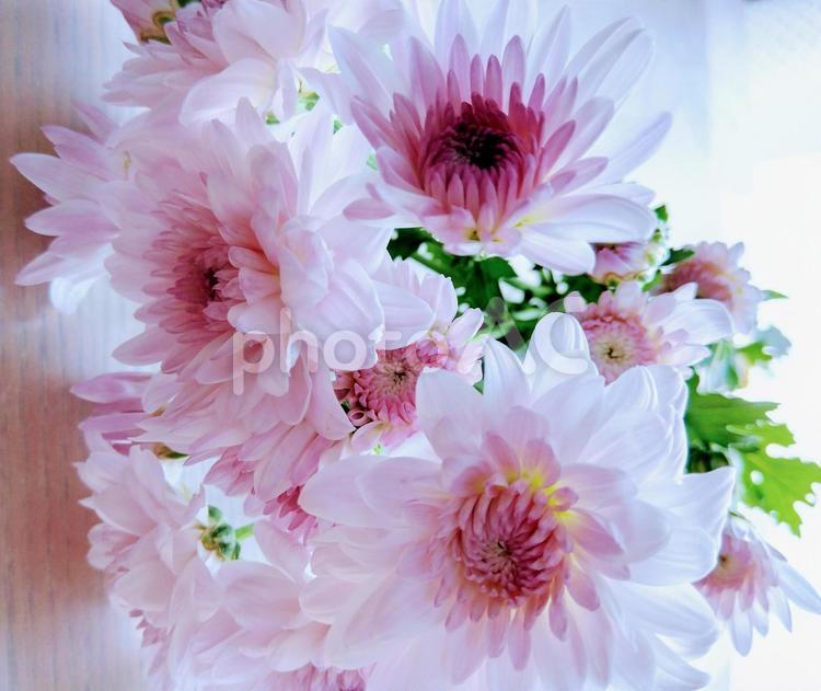 洋菊、ありがとうをこめて 素材,背景,花の写真素材