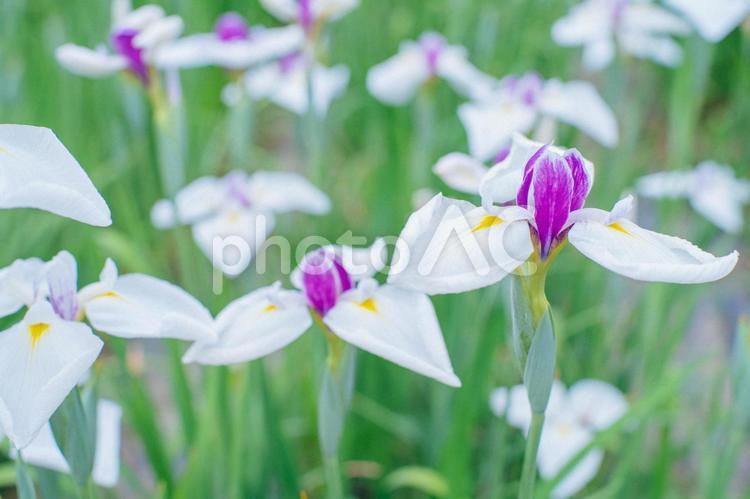 白と紫のアヤメ あやめ,アイリス,6月の写真素材
