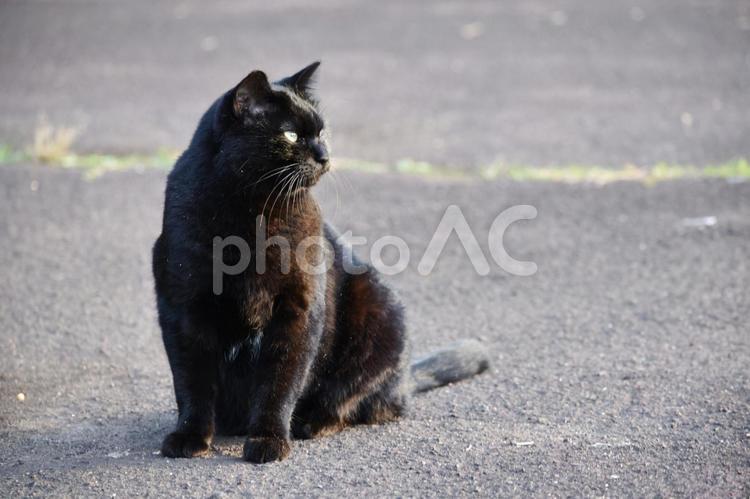 黒猫の黄昏 黒猫,野良猫,ネコの写真素材