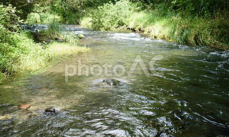 軽井沢の涼しげな小川、夏の湯川 小川,渓流,川の写真素材