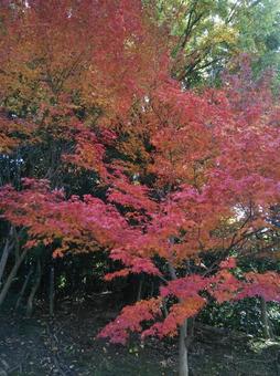 赤紅葉 赤紅葉 紅葉,落ち葉,秋の写真素材